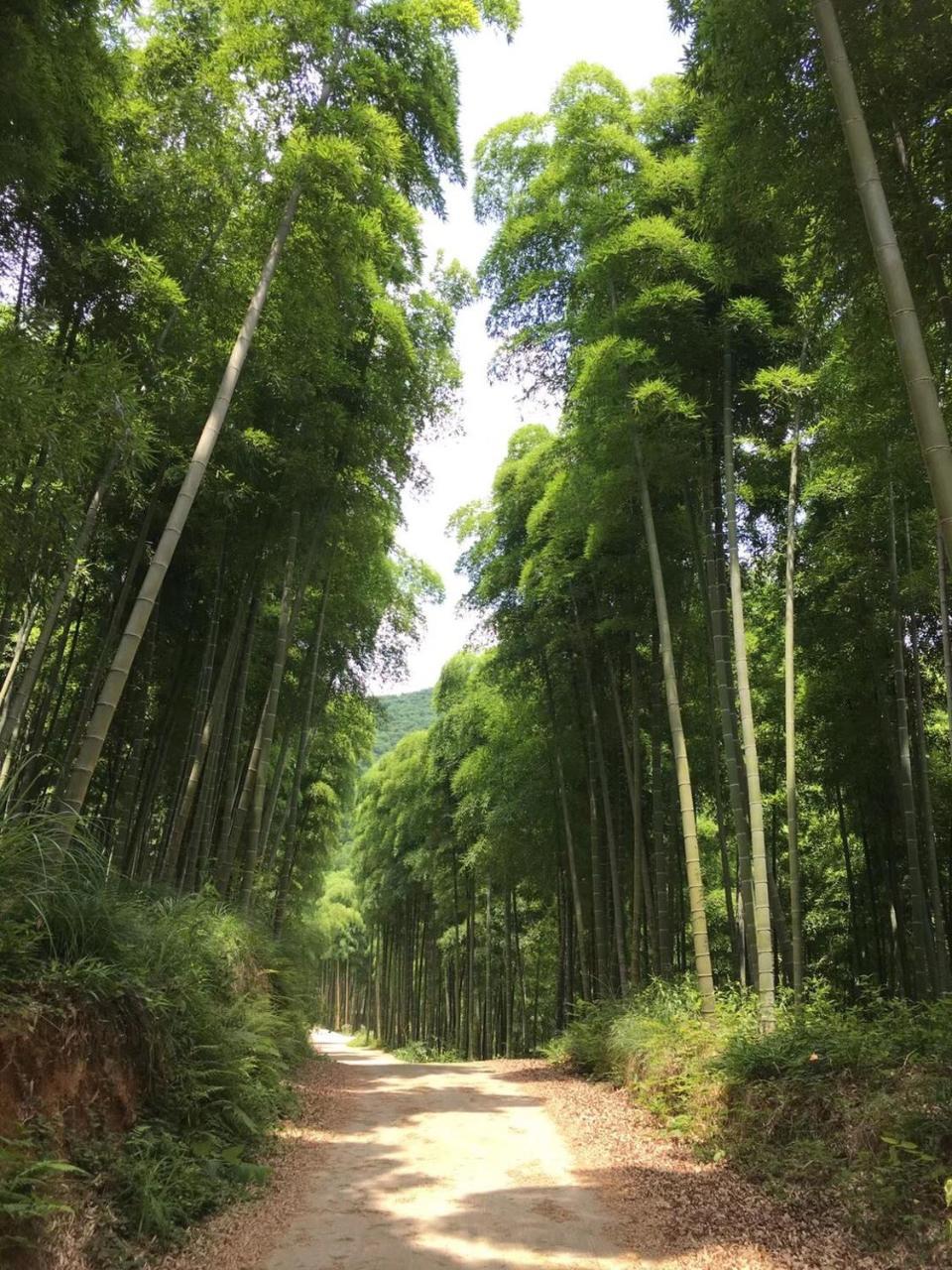 Moganshan Bamboo View Guesthouse Deqing Eksteriør bilde