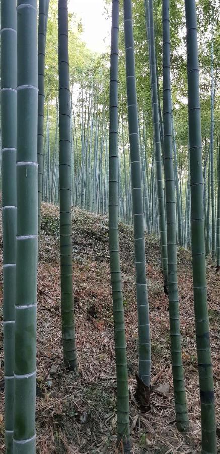 Moganshan Bamboo View Guesthouse Deqing Eksteriør bilde